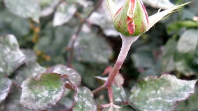 Роза Пич Аваланж (Peach Avalanche) — описание сорта смотреть онлайн