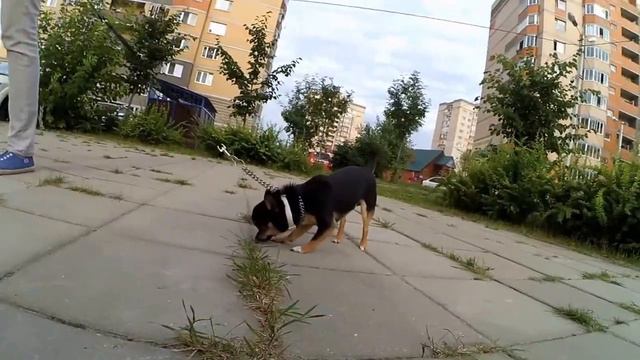 Филечка Чихуахуа - друг Шифона / Chihuahua puppy Filechka смотреть онлайн