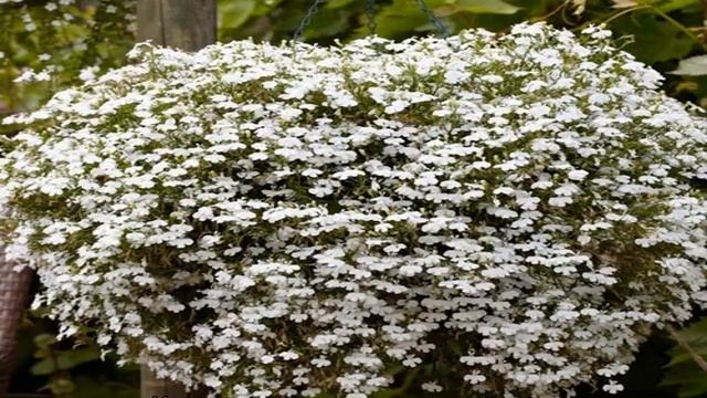 Как цветет лобелия ампельная — белая, синяя, голубая смотреть онлайн