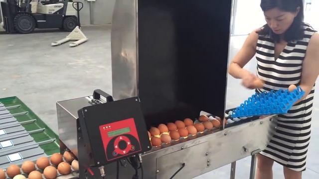 Машина для сортировки яиц ZENYER 101A и 101B смотреть онлайн
