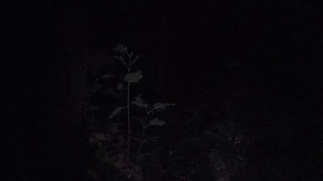 #6. НОЧЕВКА В ВЕТХОМ ДОМЕ ЯКОВЛЕВИЧА | ДВЕ НОЧИ В ЛЕСУ | МИСТИЧЕСКИЕ ИСТОРИИ | ЧЕЧЕВИЦА С ГРИБАМИ смотреть онлайн