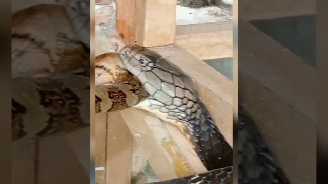 KING COBRA VS PHYTON RETIKULATUS gigitan atau lilitan? @citramultimedia смотреть онлайн