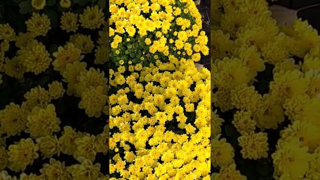 Жёлтые цветы. Хризантема мультифлора смотреть онлайн