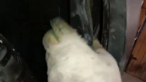 Установка фаркопа на Ниссан кашкай j 11 .Фаркоп фирмы автос.