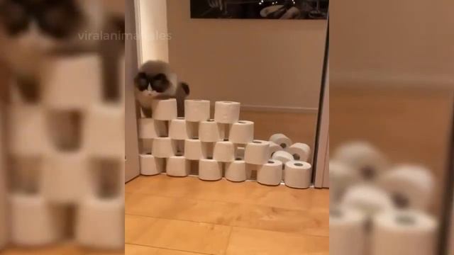 Ragdoll Cat Breed - Owning a Ragdoll Cat | Life with Ragdoll Kitten | Ragdoll Kittens смотреть онлайн