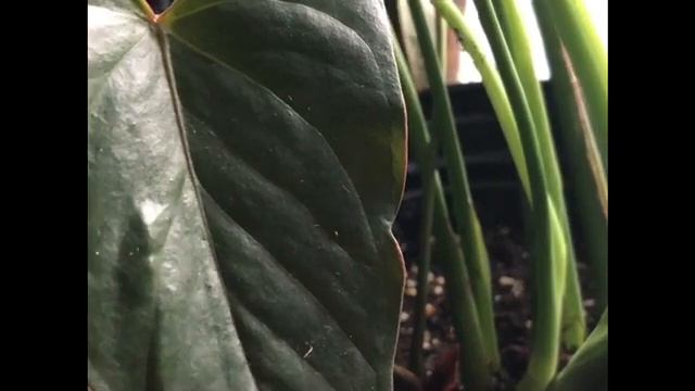 HousePlants Updates&Projects смотреть онлайн