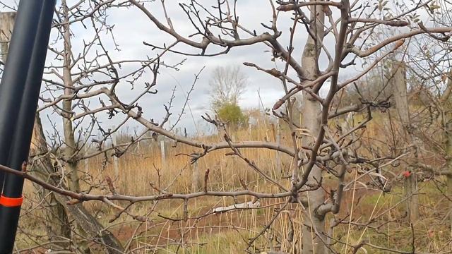 Груша 10 рочків,правильна обрізка смотреть онлайн