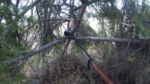 ОХОТА НА ТЕТЕРЕВА НА ТОКУ / ТЕТЕРЕВИНЫЙ ТОК / ВЕСНА 2021