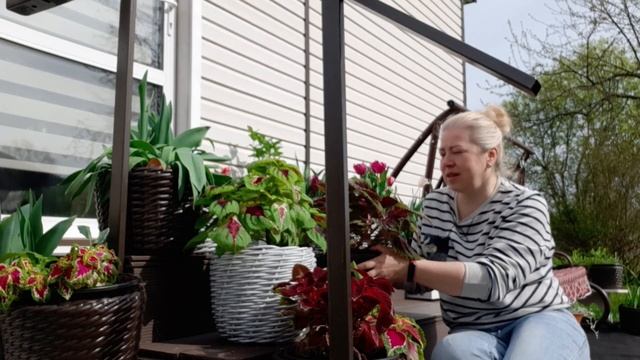 Колеусы теперь не покупаю, черенкую осенью собственные! смотреть онлайн