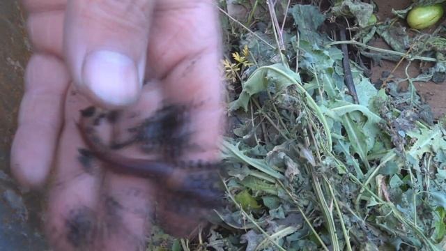 Самый лучший биогумус.))))