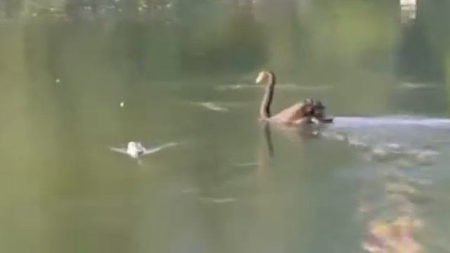 А ты любила так на белом озере... смотреть онлайн