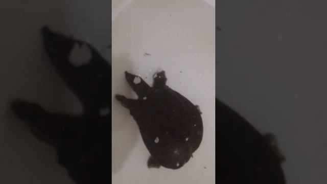Дальневосточнная кожистая Черепаха ! смотреть онлайн