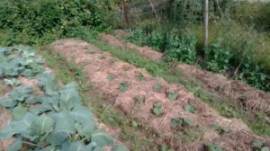 чеснок и гумат калия