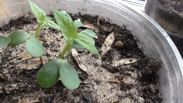 Катальпа Прекрасная (Великолепная или Северная) из семян. Часть вторая. смотреть онлайн