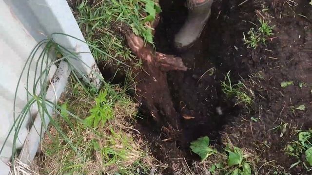 Продолжаем облагораживать участок. Ещё несколько корней. Кошка становится хищницей. смотреть онлайн
