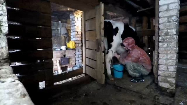 Утренние работы по хозяйству: кормим, доим, таскаем сено. С комментариями и советами. смотреть онлайн
