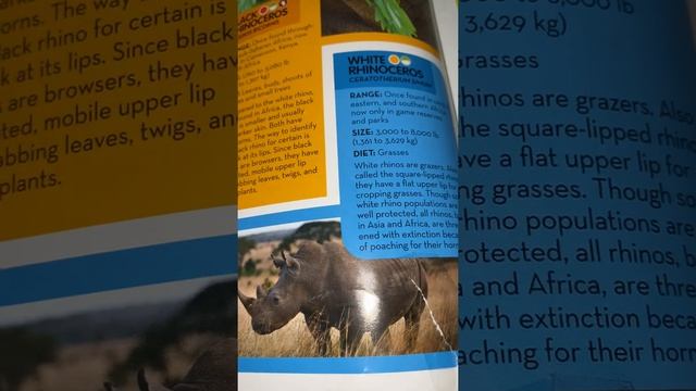 National Geographic Animal Encyclopedia - Learn About Rhinos And Tapirs!