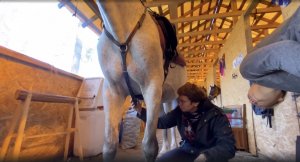 Как обмундировать лошадь?