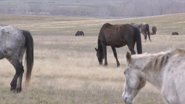 Табун в апреле 2022 г. смотреть онлайн