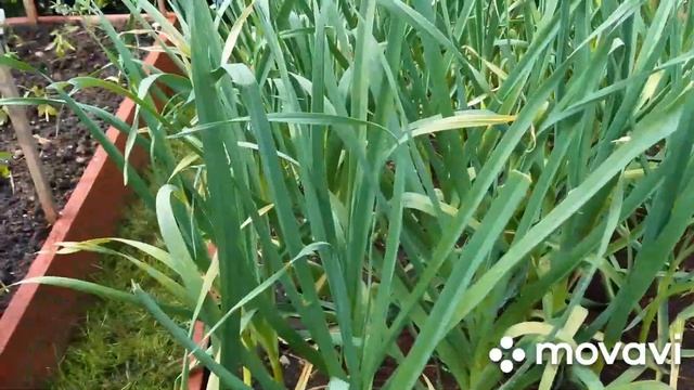 ЧЕМ ПОДКОРМИТЬ РАССАДУ НА ГРЯДКЕ/ НАСТОЙ КУРИНОГО ПОМЕТА,ДРОЖЖЕЙ,САХАРА И ТРАВЫ /просто и без химии смотреть онлайн