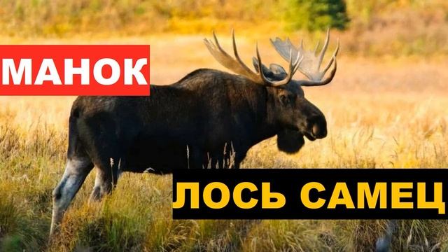 ?ЗВУК (ГОЛОС) ЛОСЬ ВАБА смотреть онлайн