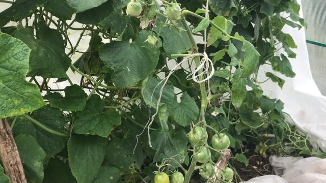 19 сентября огурцы и томаты в теплице ( выращиваю без ухода ) смотреть онлайн