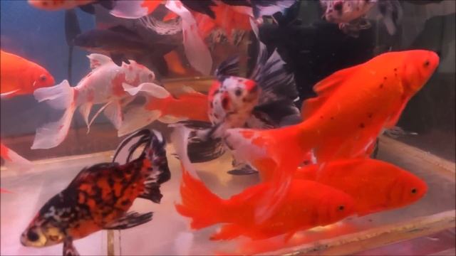 ☞ РЫБА ДЛЯ ПРУДА - крупные ситцевые, красные, краснобелые и чёрные караси смотреть онлайн