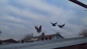 Полет Николаевских голубей | Голуби бабочки