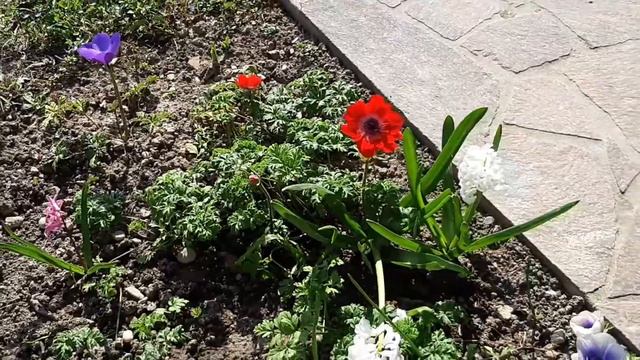 COME COLTIVARE L'ANEMONE CORONARIA: CONSIGLI PER PERFETTE FIORITURE! - W&A Gardens: orto e giardino смотреть онлайн