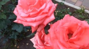 Цветет первая роза.Рене Госсини???