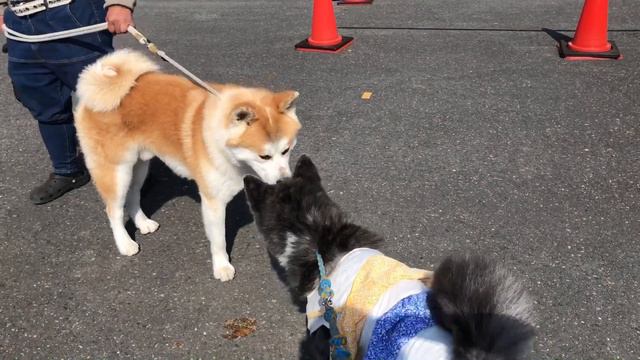 【秋田犬保存会】関西総支部展覧会第115回前編秋田犬あきちゃんとヨークシャテリアココが初めて見学！日本猫やきそばが家にお留守番！【天然記念物】Akita Dog Show「中文字幕」見到秋田犬胖虎 смотреть онлайн
