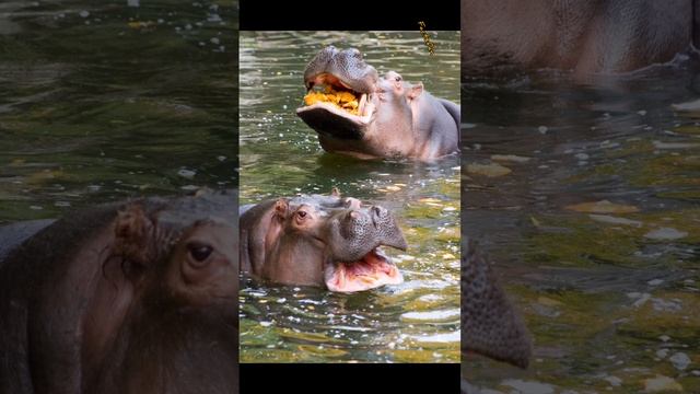 Факты о Гиппопотаме #факты #shorts #животные смотреть онлайн