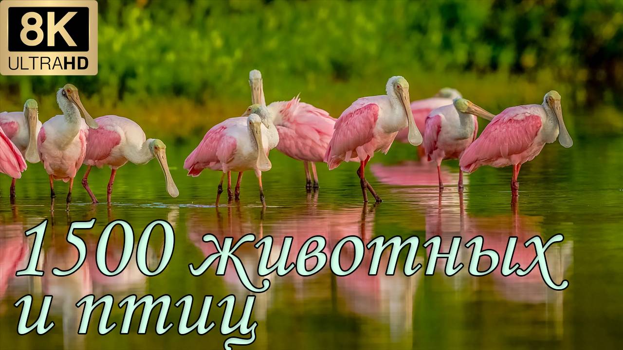 1500 видов животных и их звуки 8K ULTRA HD смотреть онлайн