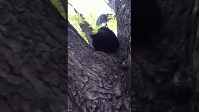 Nin-Jack Attack 2 смотреть онлайн