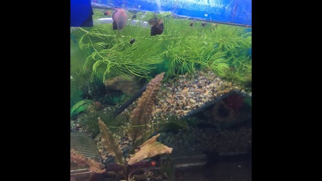 Параметры воды и улитки ампулярии наблюдения 1 день смотреть онлайн