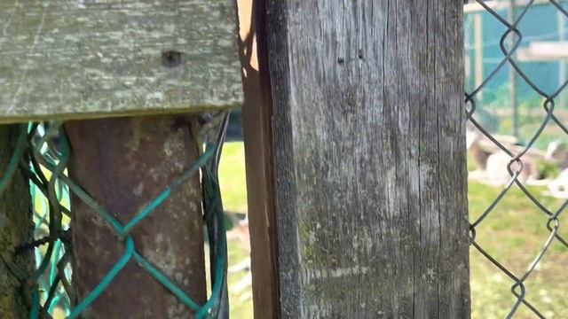 НА СТРАУСИНОЙ ФЕРМЕ! смотреть онлайн