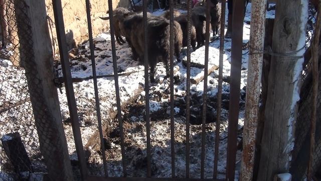 ЗИМНЕЕ БЕЗДЕНЕЖЬЕ в ДЕРЕВНЯХ! Дайте пачку сигарет!)) смотреть онлайн