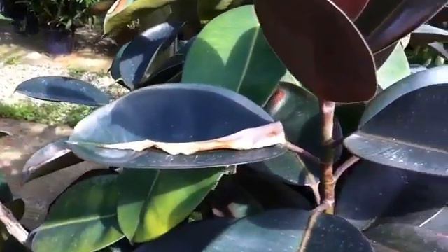 Ficus Burgundy.., смотреть онлайн