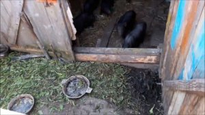 вьетнамские поросята разведение