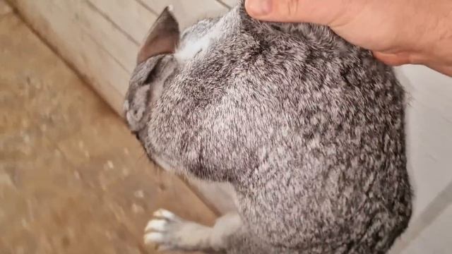 как проверить - покрыты ли крольчихи?