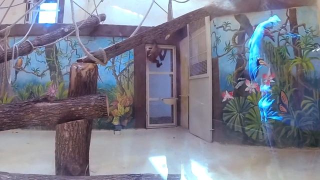 Зоопарк 12 месяцев ЗАБАВНЫЕ ЖИВОТНЫЕ Демидов Киев Happy Kids At The 12 Month Kiev Zoo Видео для де смотреть онлайн