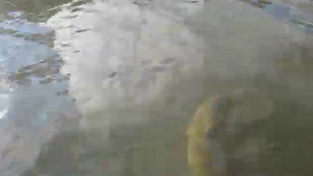 Рыбалка. Десна.Осень. смотреть онлайн