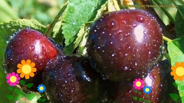 Вишня Надежда. Краткий обзор, описание характеристик, где купить саженцы prunus cerasus Nadeshda смотреть онлайн