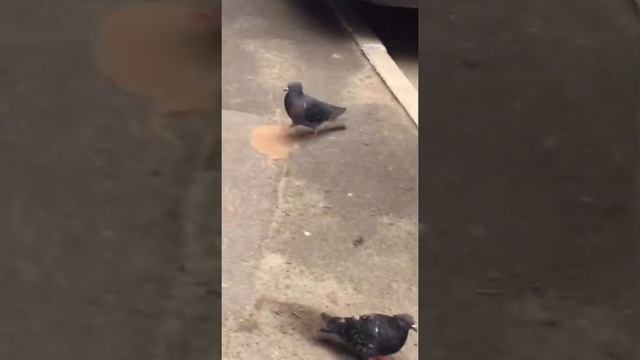 Funny dove. Dove’s evolution. Эволюция голубя. Смешной голубь. Smart bird. Смешные животные. Тупой смотреть онлайн