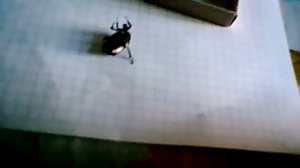 Как содержать майского жука