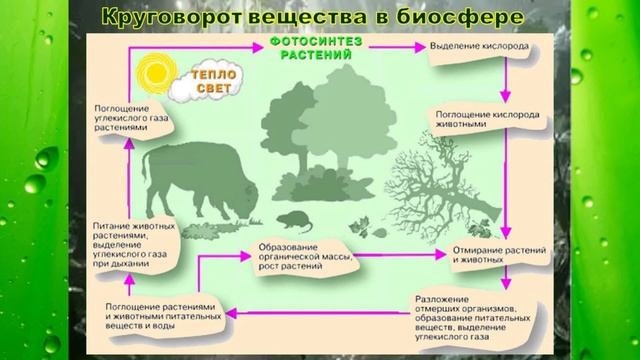 Видеоурок: Биосфера - сфера жизни смотреть онлайн