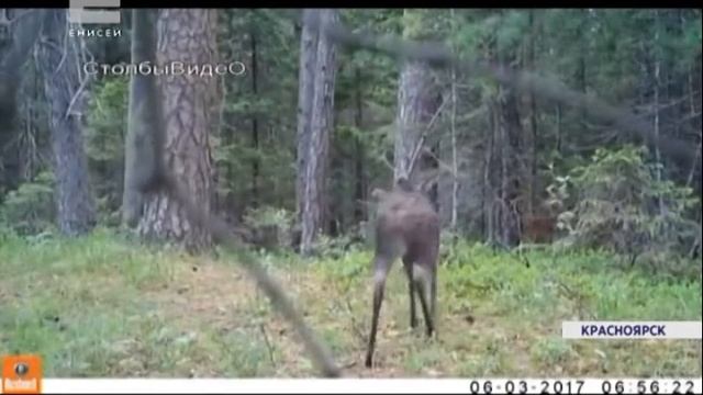 Впервые за несколько лет в заповеднике "Столбы" на видео сняли двух кабарог смотреть онлайн