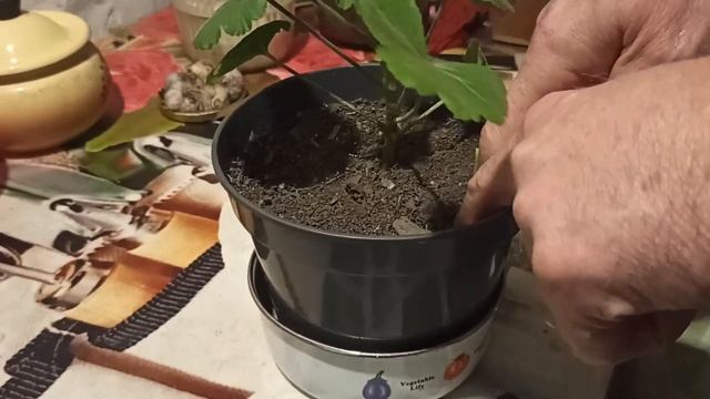 Посадка герани. ?? смотреть онлайн