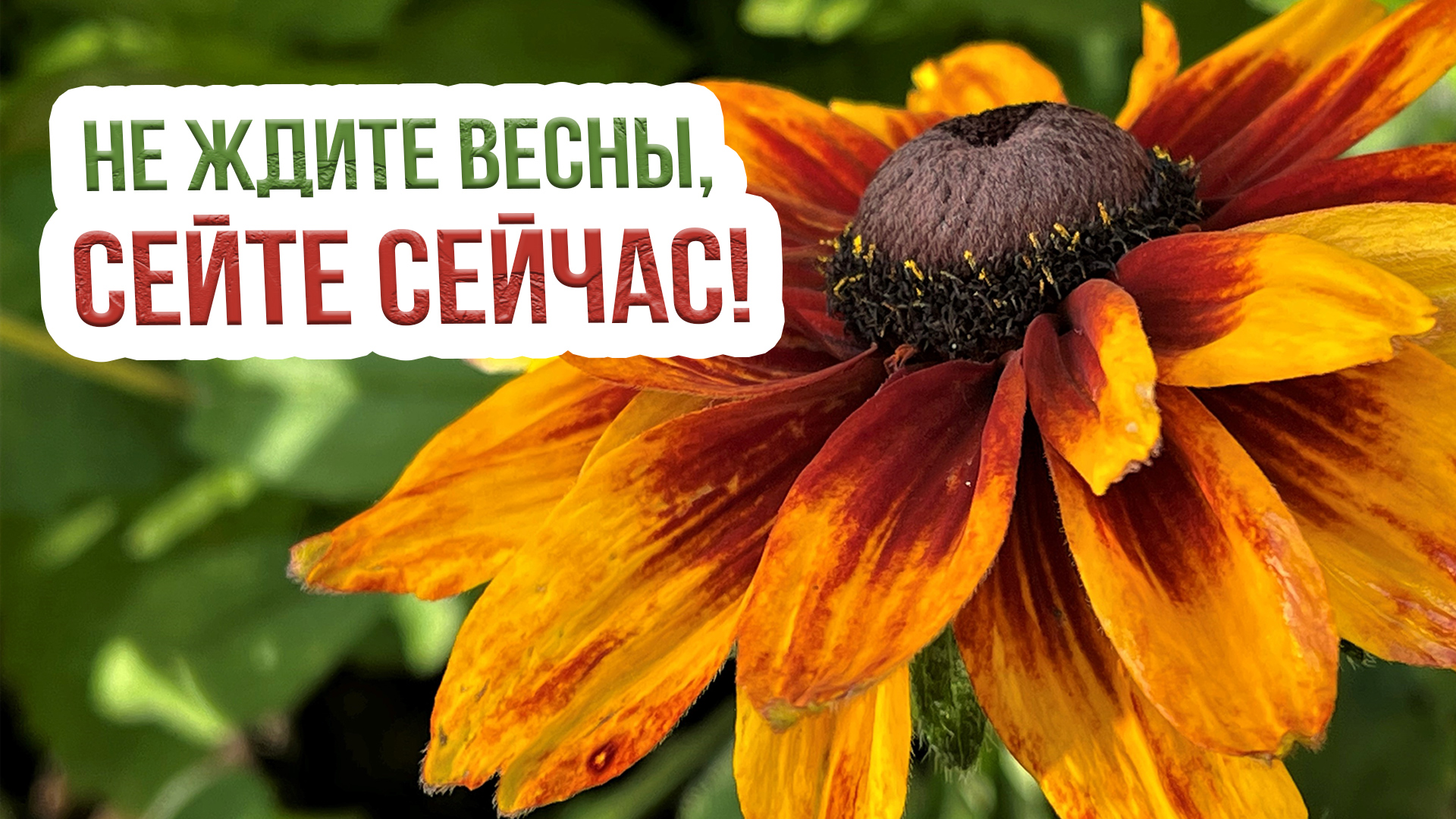 Подзимний посев цветов. Какие цветы сажать осенью и КАК ПРАВИЛЬНО это делать? смотреть онлайн