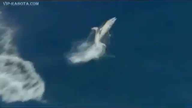 Дельфины море музыка настроение здоровье смотреть онлайн